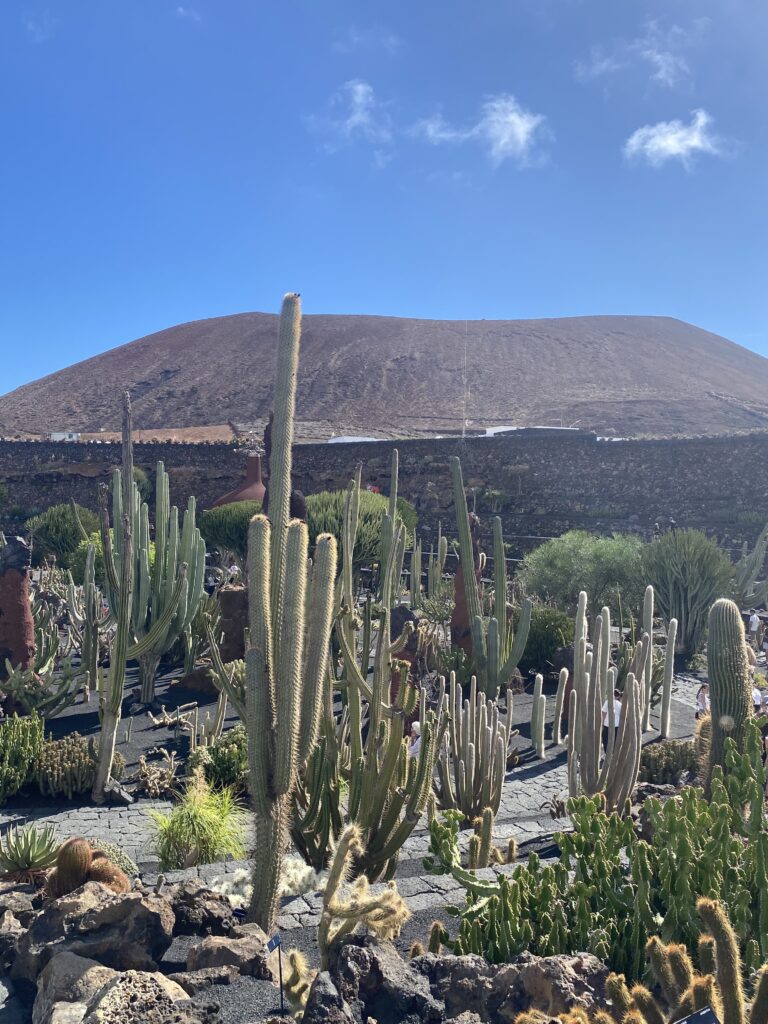 Voyage, Lanzarote, Jardin de Cactus 2