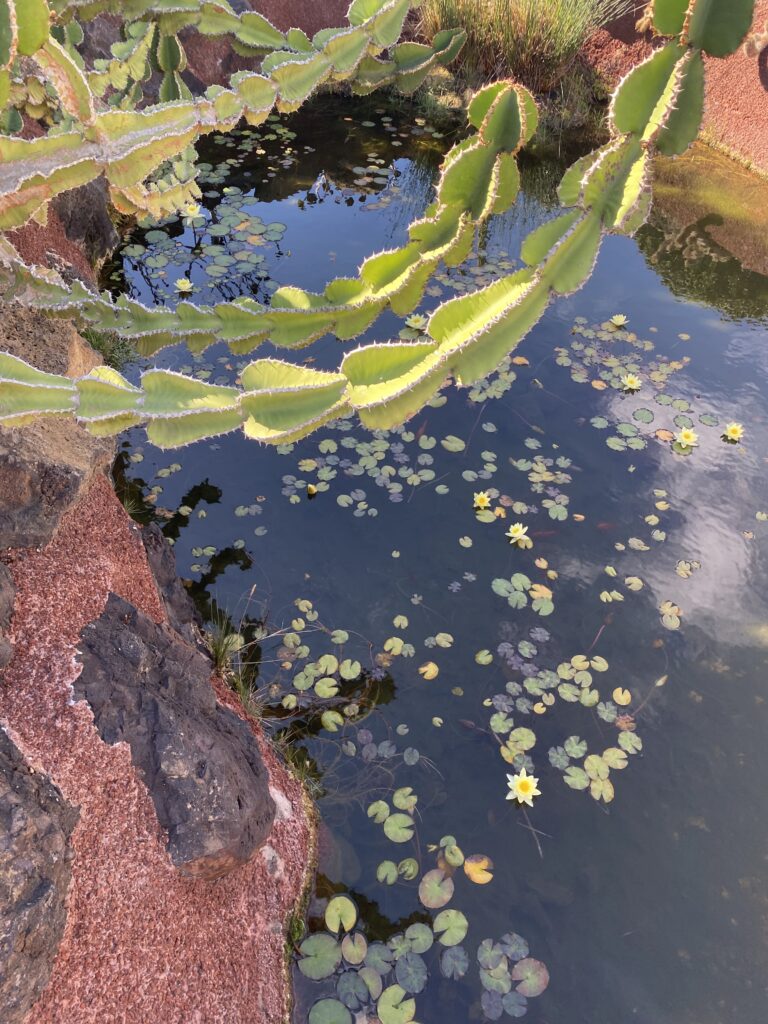 Voyage, Lanzarote, Jardin de Cactus 3