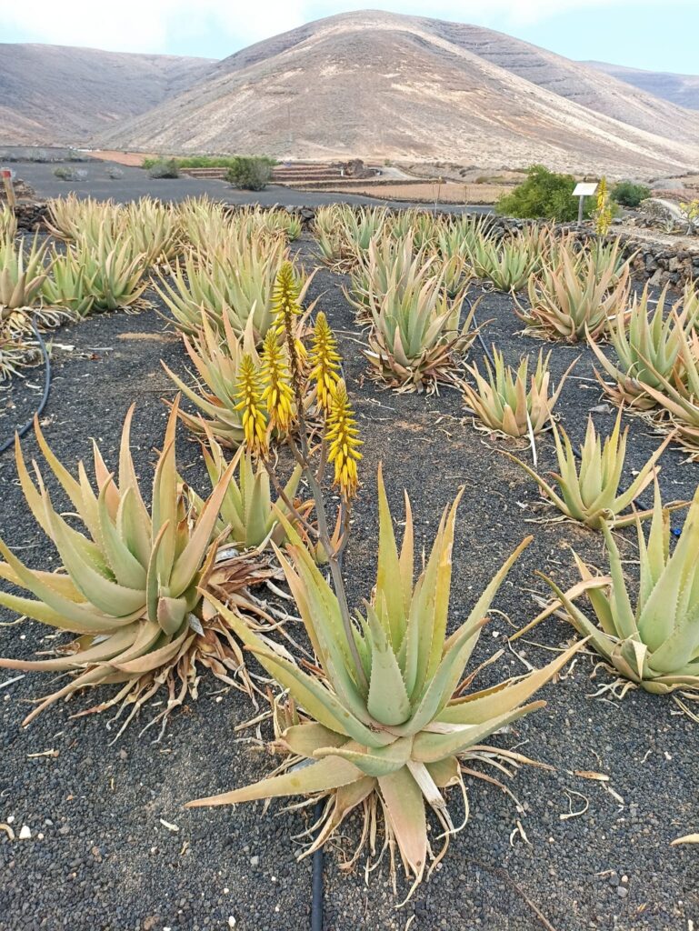 Plantation Aloe Vera 1