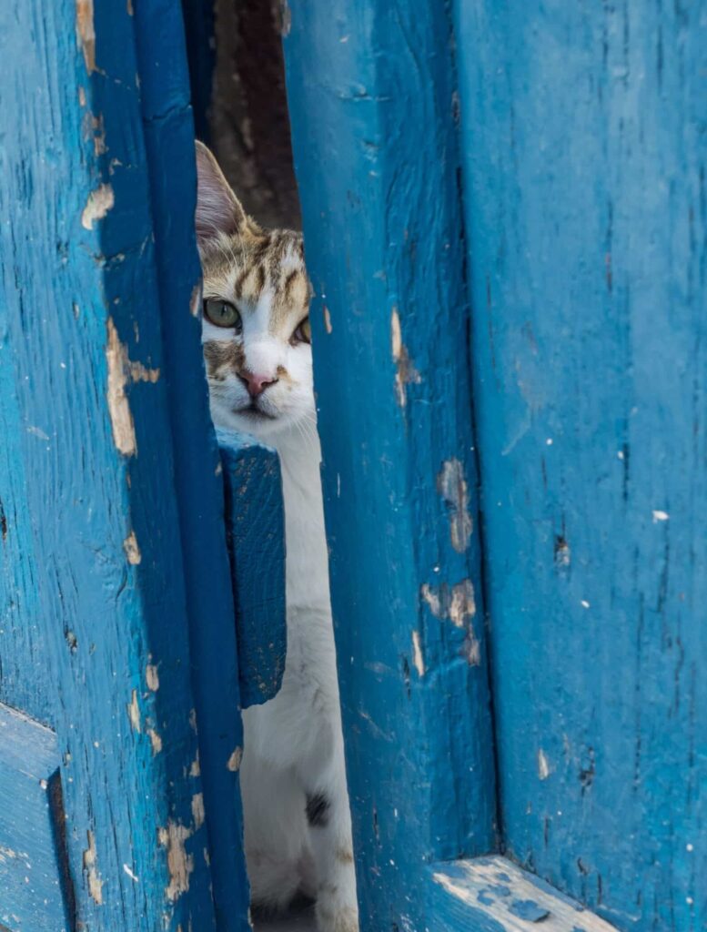 Chat en Grèce