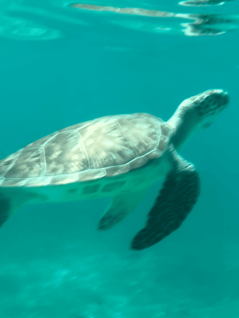 tortues, playa pescadores, Tulum